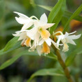 Jasmine Orchid